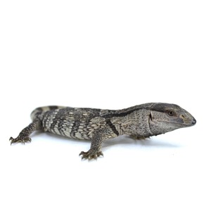 Small mottled gray lizard with dark back bands lying on a white surface.