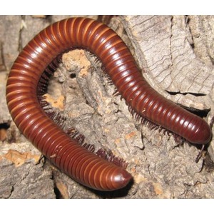 Large reddish-brown millipede with many segments and tiny legs on rough tree bark.
