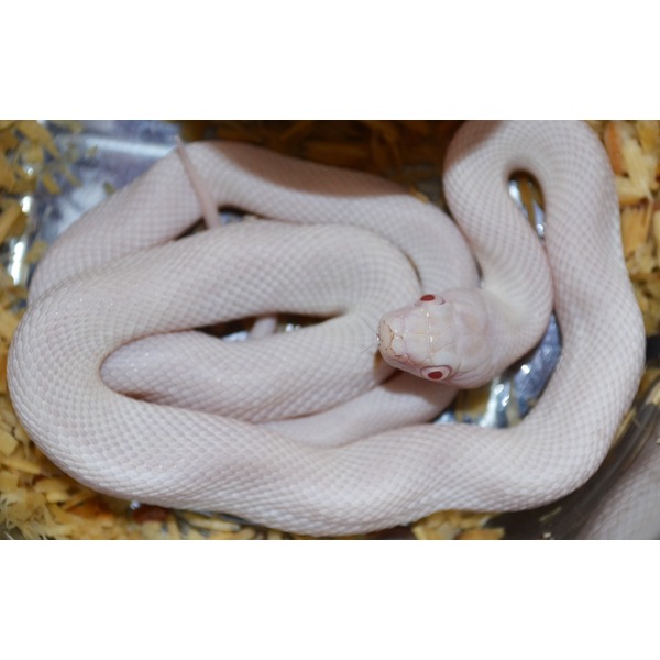 Coiled pale pink snake with red eyes in a glass enclosure on wood shavings.