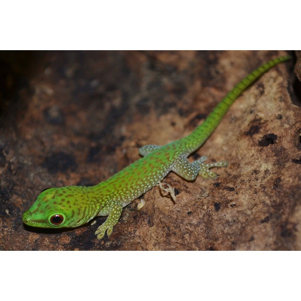 Bright green gecko with red eye and speckled pattern on a brown rock