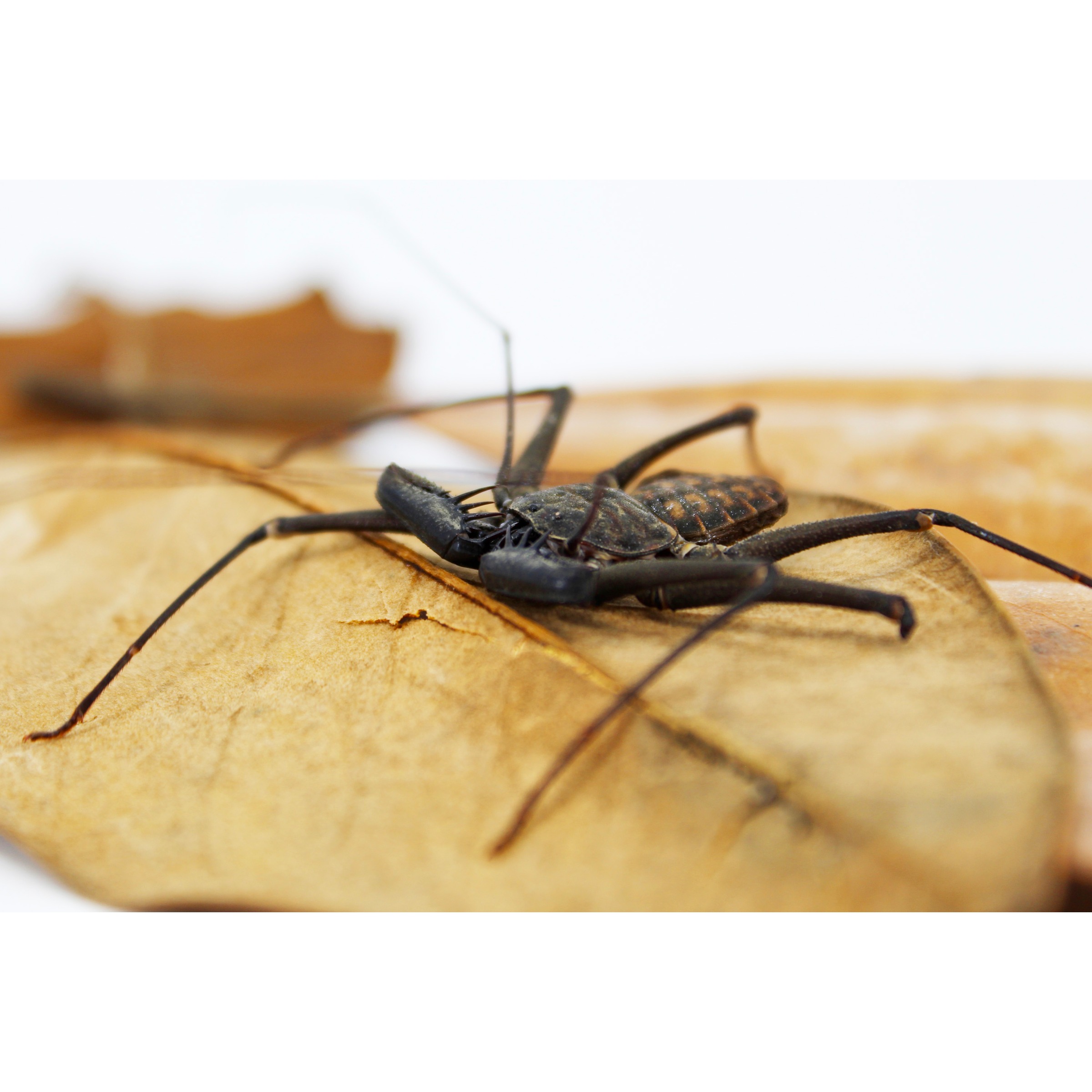 Dark whip scorpion with elongated legs on a dried brown leaf