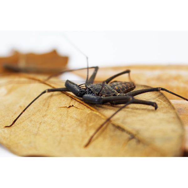 Dark whip scorpion with elongated legs on a dried brown leaf