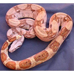 Coiled orange-brown patterned snake on a blue surface.