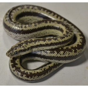 Coiled snake with brown, tan and cream patterned scales on a light surface.