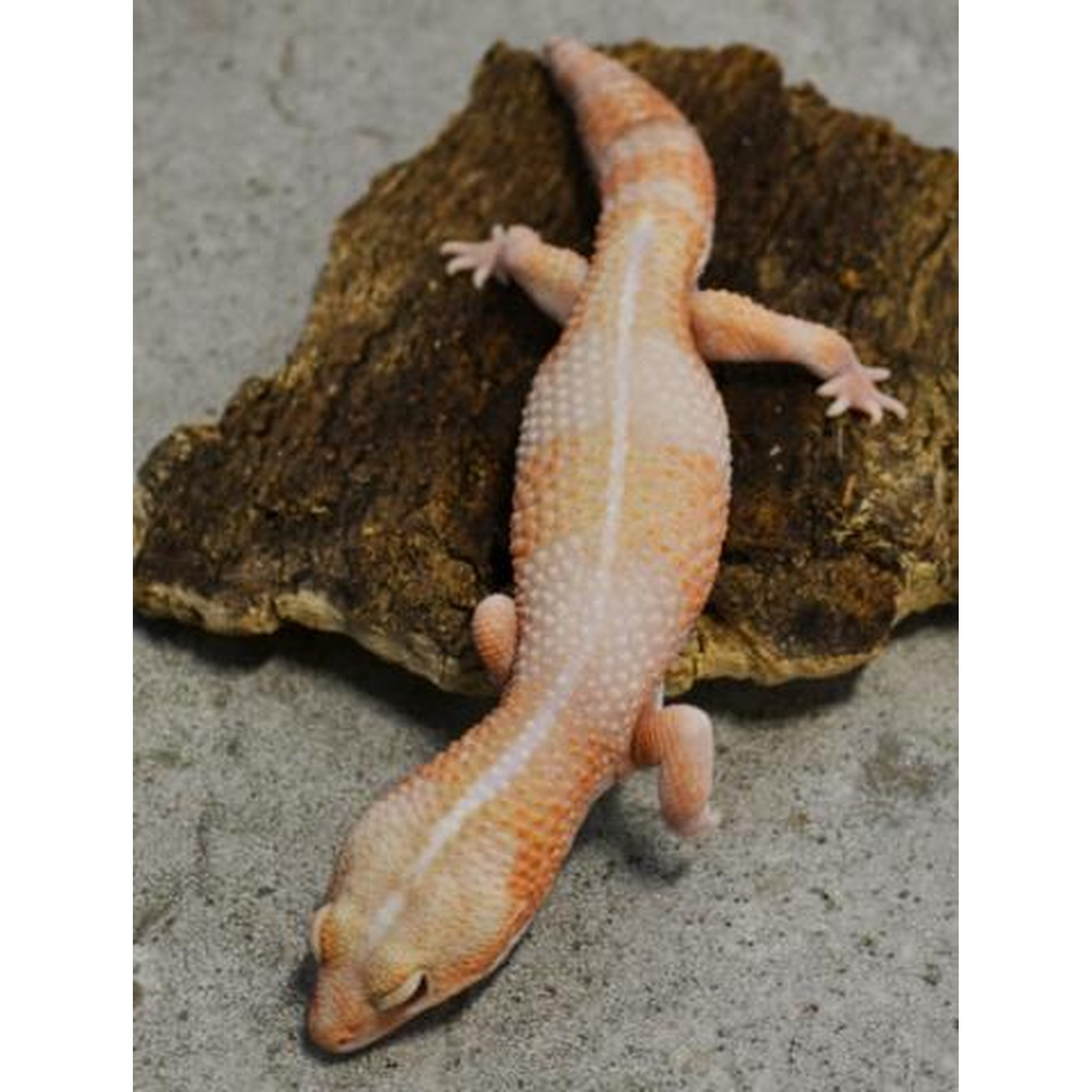 Peach-colored gecko with white spots climbing a brown rock.
