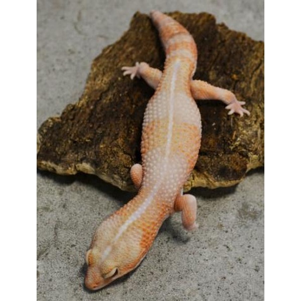 Peach-colored gecko with white spots climbing a brown rock.
