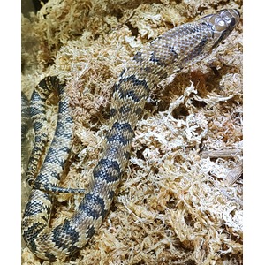 Brown and black patterned snake resting on wood shavings, its scales showing a zigzag banded pattern.