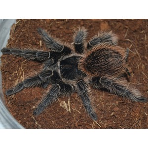 Top-down view of a hairy black and brown tarantula with long legs on brown soil.