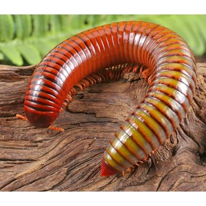 A large, segmented millipede with orange and yellow stripes curves across weathered wood