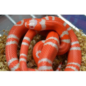 Red and white banded corn snake coiled in a glass enclosure on wood shavings.