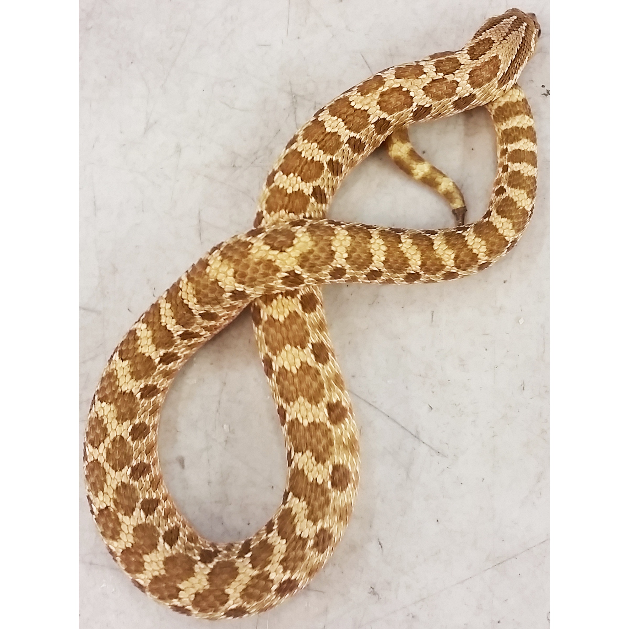 Brown and tan patterned snake coiled on a light gray surface.