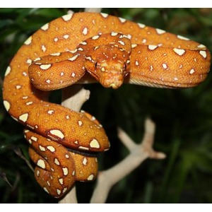 Orange snake with white irregular spots coiled around a pale branch.