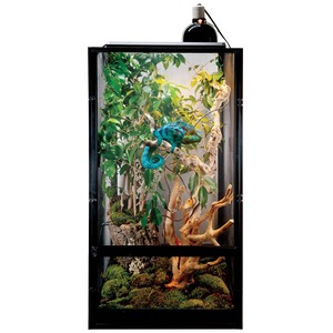 Colorful chameleon on a branch inside a glass terrarium with lush green plants and moss.