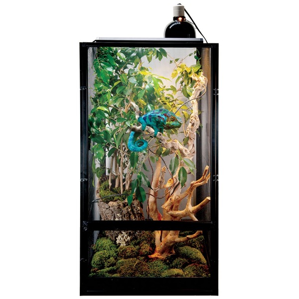 Colorful chameleon on a branch inside a glass terrarium with lush green plants and moss.