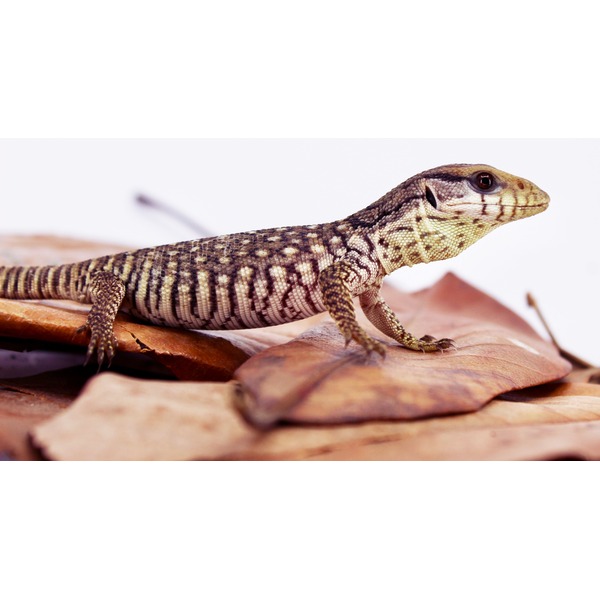 Small patterned lizard with tan and brown mosaic scales crawls on dried brown leaves.