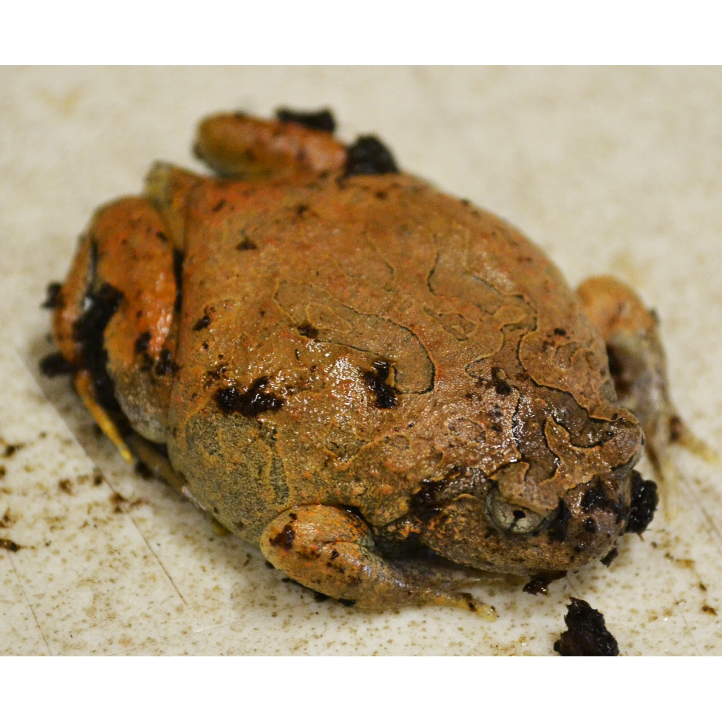 Brown, wrinkled toad-like frog resting on a dusty surface.