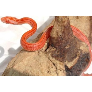 Bright orange-red snake coils around a rough rock.