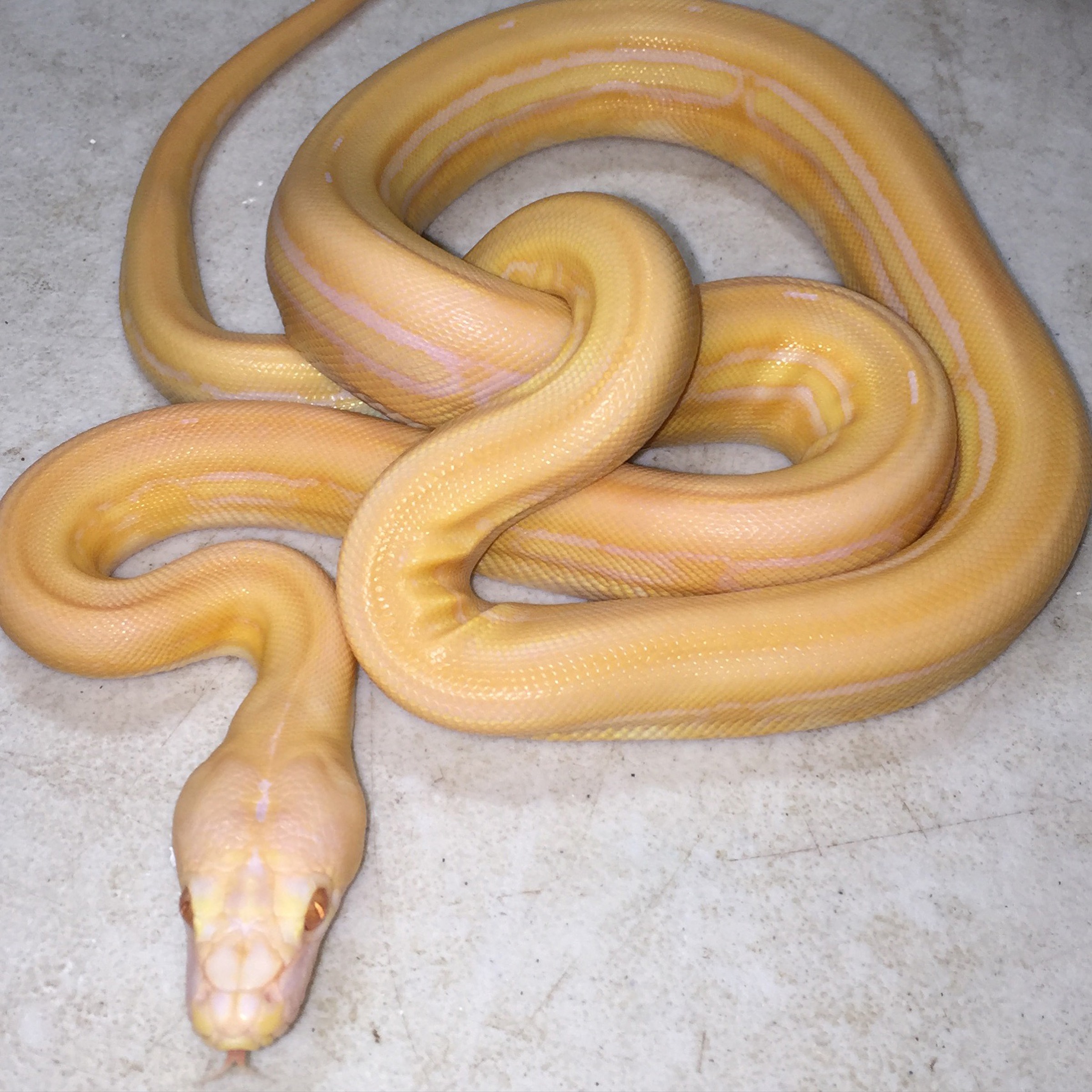 Albino yellow snake with pink bands coiled on a concrete floor.