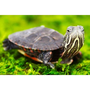 Young turtle on mossy greens, striped head facing the camera.
