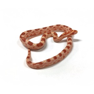 Small orange-red patterned corn snake coiled on a white surface.