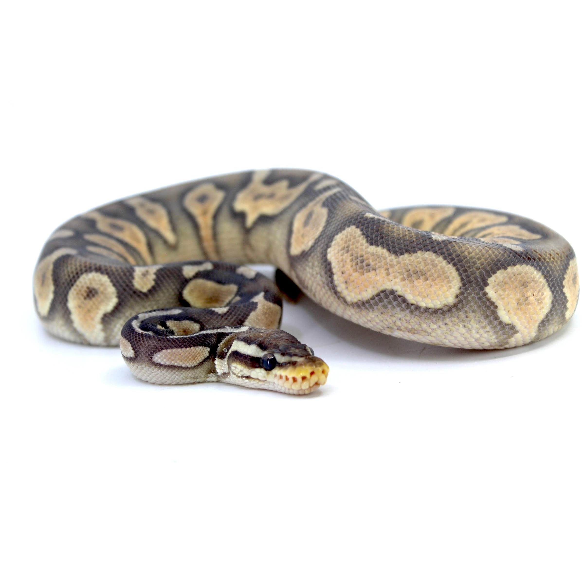 Coiled ball python with brown, tan, and beige blotches on pale scales against a white background.