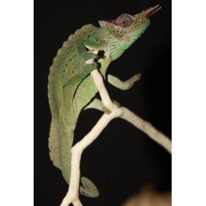 Green chameleon perched on a pale branch against a dark background, with curled tail and textured skin.