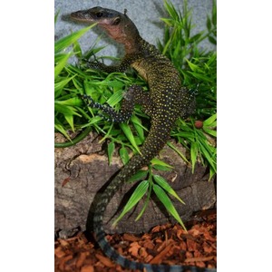 Dark lizard with yellow speckles climbing green plants on a wooden surface.
