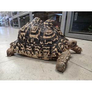 Leopard tortoise with a patterned shell rests on a tiled floor