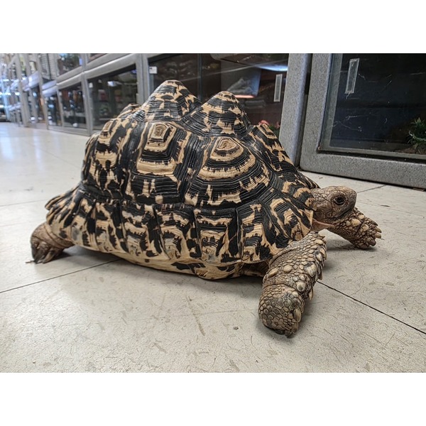 Leopard tortoise with a patterned shell rests on a tiled floor