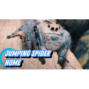 Close-up of a hairy jumping spider on a wooden surface with a blue "JUMPING SPIDER HOME" graphic.