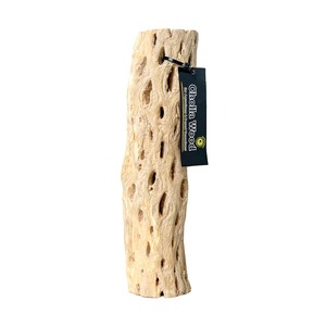Tall, pale, porous cholla wood drift with a black tag displaying “Cholla Wood.”
