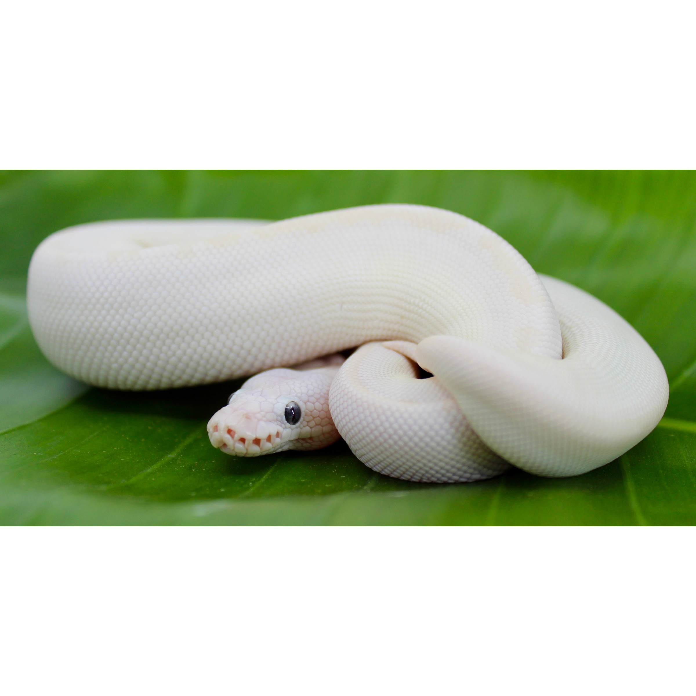 White snake coiled on a green leaf, showing smooth scales and a pale head.