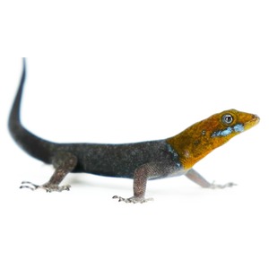 Colorful salamander with orange head and blue spots, dark body, and long tail.