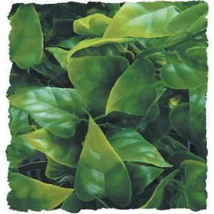 Close-up of vibrant, glossy green leaves from a leafy plant.