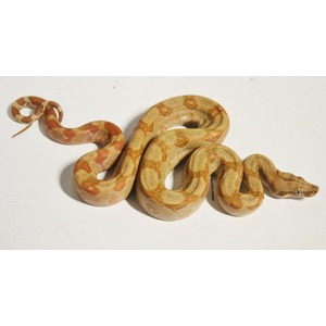 Coiled orange and tan patterned corn snake on a white surface