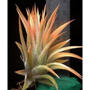 Spiky succulent with orange-tipped leaves in a rosette; ruler in the background for scale.
