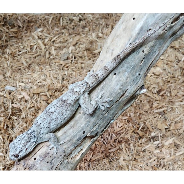 Gray camouflaged gecko clings to a weathered wooden log.