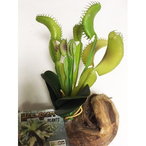 Venus flytrap with green, toothed traps in a small pot, wooden base, and a product tag.