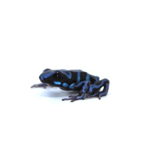 Small blue and black poison dart frog with bright blue stripes, facing left on a white background.