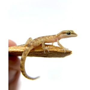 Pale brown gecko perched on a thin wooden strip, with a long curling tail and a large prominent eye.