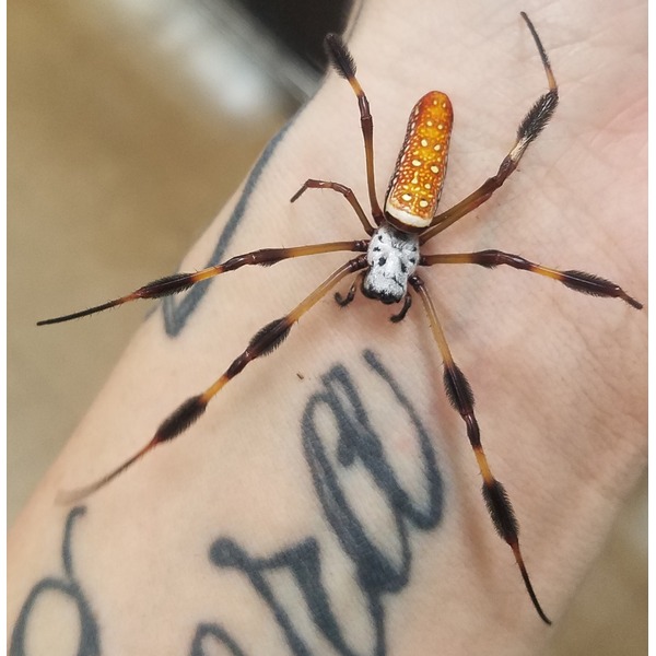 Orange-spotted, long-legged orb-weaver spider on a person's arm.