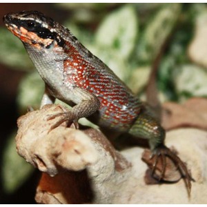 Small lizard with red and white speckled body perched on a branch.