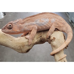 Pinkish-brown gecko clinging to a branch, textured skin, curled tail.