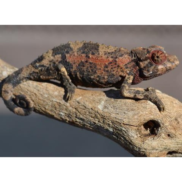 A camouflaged lizard with red stripes sits on a weathered branch by water.