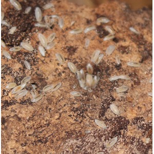 Numerous pale termite workers scattered on a brown, textured wood surface.