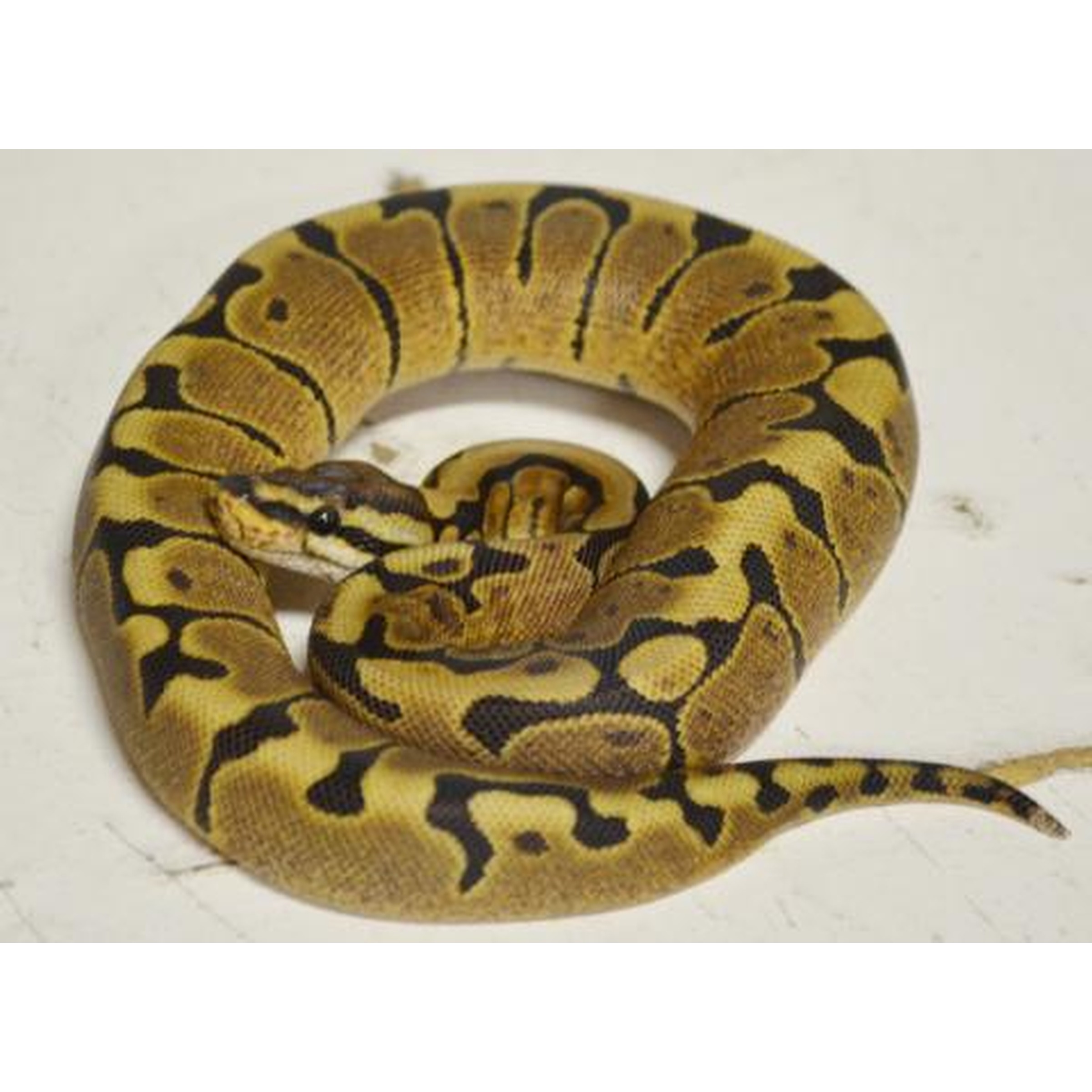 Coiled ball python with yellow and black markings on a white surface