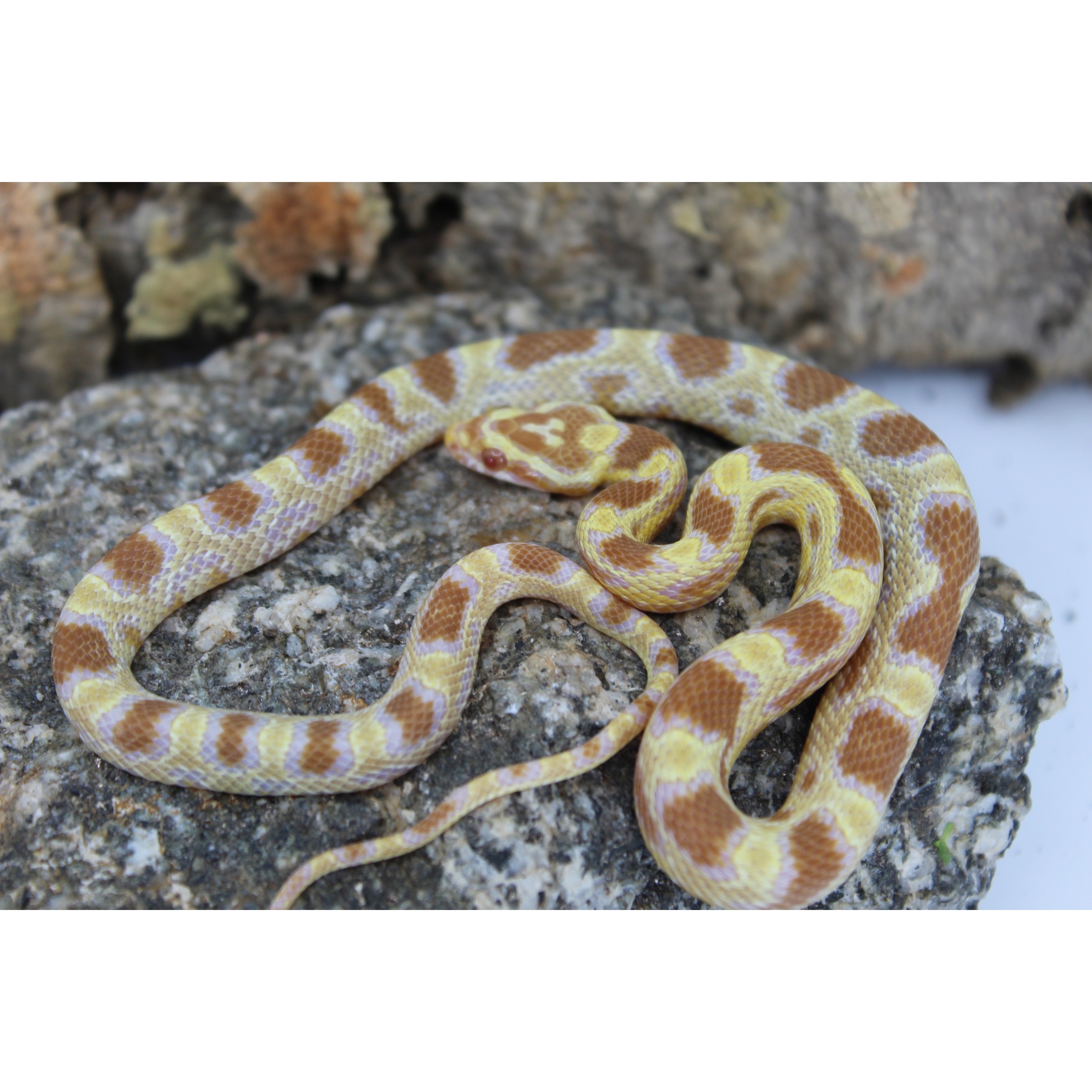 Yellow and brown patterned snake coiled on a rocky surface.