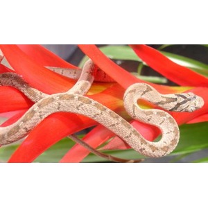 Beige-brown patterned snake slithering over bright red tropical flowers.