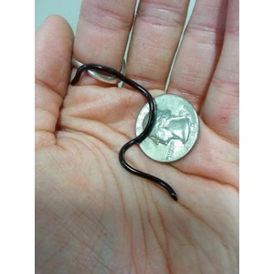 Small curved black snake pendant on a cord held in a palm beside a quarter for scale.