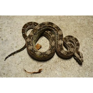 Rattlesnake coiled on concrete with extended rattle and head raised to the side.